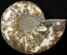 Wide Polished Ammonite 'Dish' #41644-1